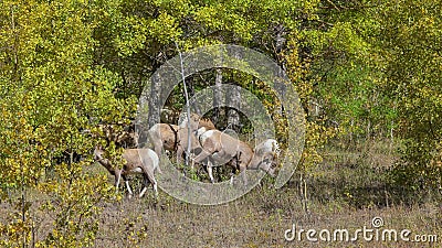 Wild goats in the woods at Banff national park Stock Photo