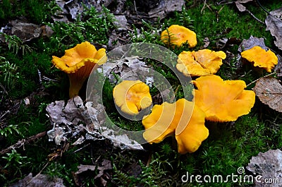 Wild golden chanterelle mushrooms in the forest. Edible autumn mushrooms Stock Photo