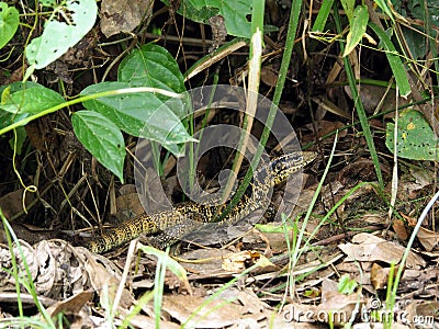 Wild Golden Tegu Lizard in a forest in tropical Suriname South-America Stock Photo