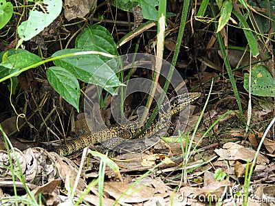 Wild Golden Tegu Lizard in a forest in tropical Suriname South-America Stock Photo