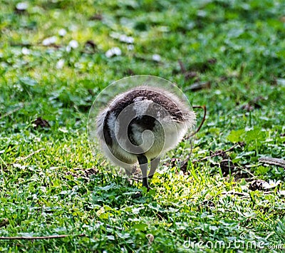 Wild goose chick Stock Photo