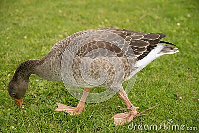 Wild goose in the park on the grass Stock Photo