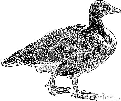 Wild goose Vector Illustration