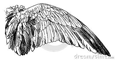 Wild Goose Wing have a bird wing, vintage engraving Vector Illustration
