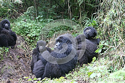 Wild Gorilla animal Rwanda Africa tropical Forest Stock Photo