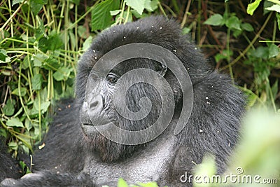 Wild Gorilla animal Rwanda Africa tropical Forest Stock Photo
