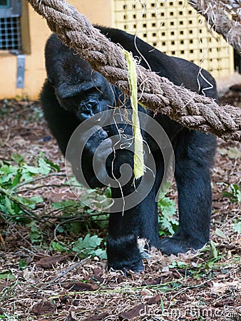Wild gorilla eating on a nature reserve Stock Photo