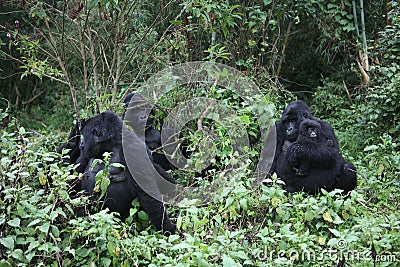 Wild Gorilla Rwanda Africa tropical Forest Stock Photo