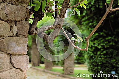 Branch of wild grapes Stock Photo