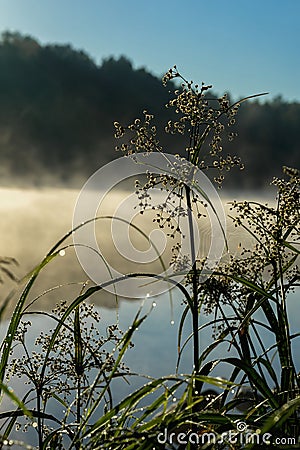 Wild grass with dew, quiet early morning on the lake, dawn, first rays of the sun. Concept of seasons, environment Stock Photo