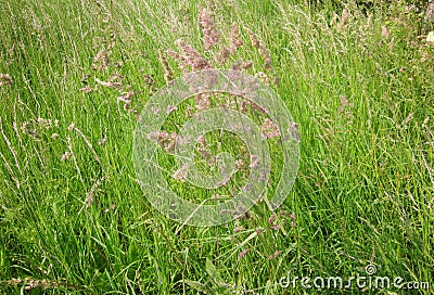Closeup of wild grass Stock Photo