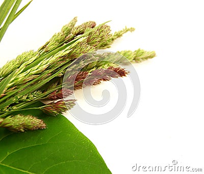 Wild Grasses Stock Photo