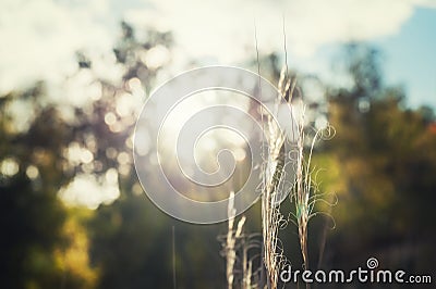 Wild grasses in autumn forest at sunset Stock Photo