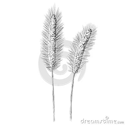 Illustrated wild grasses Stock Photo