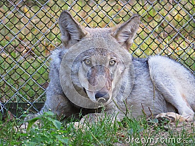 Wild Gray Beautiful Lying Wolf on the Ground with Fence in Background Stock Photo