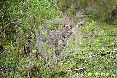 Wild gray fox behind bush Stock Photo