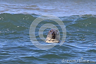 Wild Gray Seal Stock Photo