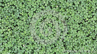 Wild green clover leaves background. Photo texture Stock Photo
