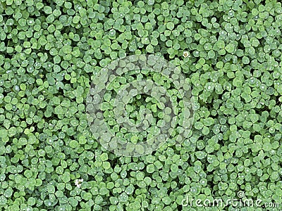 Wild green clover leaves background. Photo texture Stock Photo