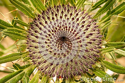 Wild Green Flower Cirsium Eriophorum Wooly Thistle Stock Photo