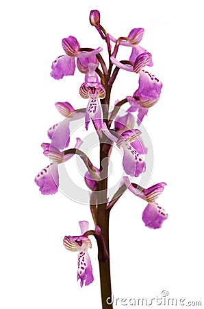 Wild Green-winged Orchid isolated over white - Anacamptis morio subsp. picta Stock Photo