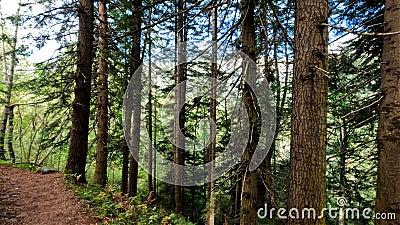 wild green woods in mountains - backpacking ground trailway - photo of nature Stock Photo