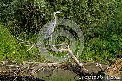 Wild Grey Heron bird in the Danube Delta Romania Stock Photo