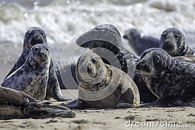 Wild Grey seal colony on the beach at Horsey UK Stock Photo