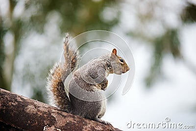 Wild grey squirrel standing on top a tree trunk Stock Photo