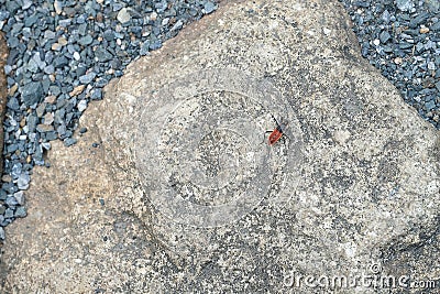 wild ground beetle Stock Photo