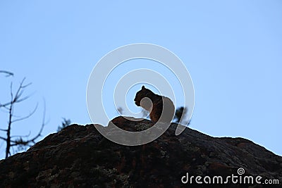 Wild Ground Squirrel Stock Photo