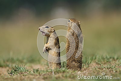 Wild ground squirrels Stock Photo