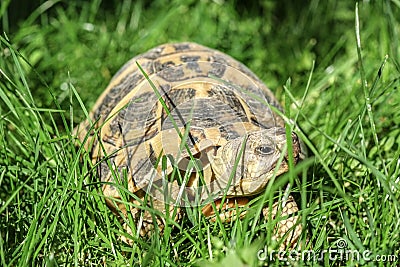 Wild ground turtle closeup details on green grass field,reptile animal Stock Photo