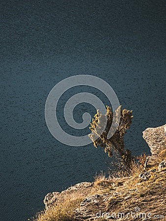 A wild-growing juniper on a mountain slope hangs over a cliff and a mountain lake Stock Photo