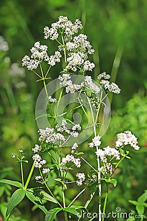 Wild-growing medicinal plants Galium boreale L. Stock Photo