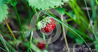 Wild growing strawberries grow under green leaves Stock Photo