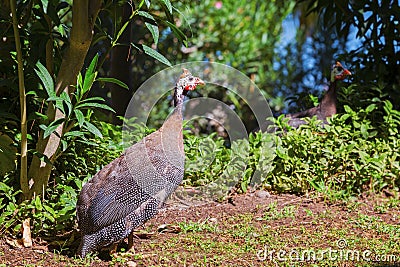 Wild guinea hen on a green grass Stock Photo