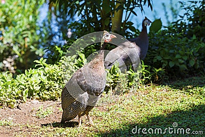 Wild guinea hen on a green grass Stock Photo