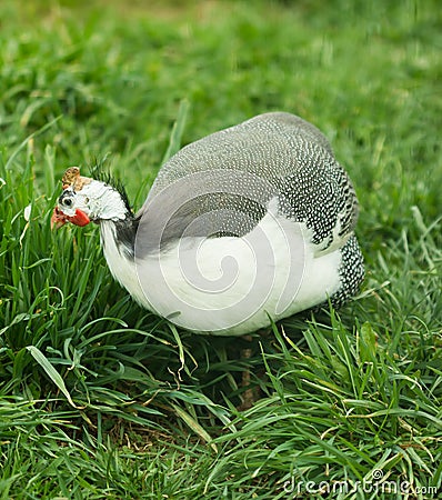 Wild guinea Stock Photo