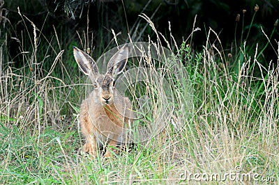 Wild hare Stock Photo