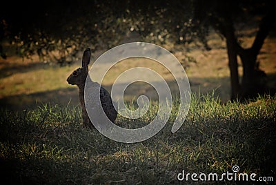 Wild hare Stock Photo