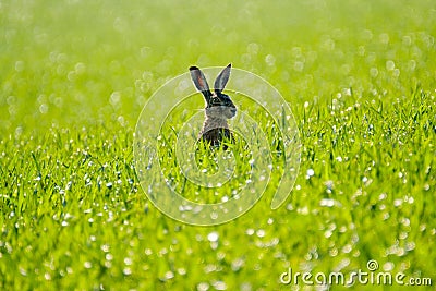 Wild hare in the field Stock Photo