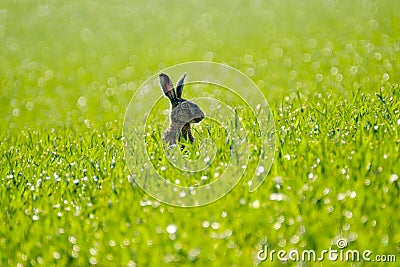 Wild hare in the field Stock Photo