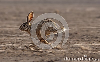 Wild hare is running in the forests of Pakistan Stock Photo