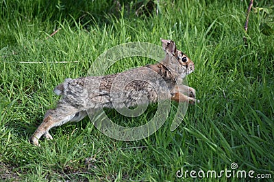 Wild Hare Stock Photo