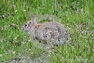 A wild hare in the springtime Stock Photo