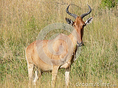 Wild hartebeest (kongoni) eating the grass of savannah Stock Photo