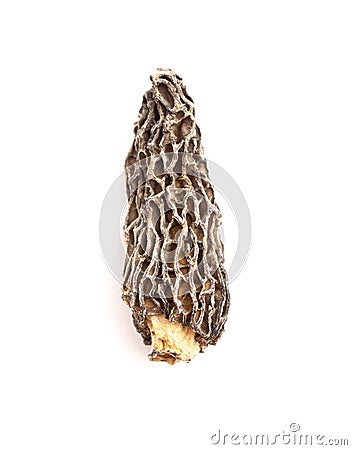 Wild Harvested Morel Mushrooms Trimmed and Dried on White Background Stock Photo