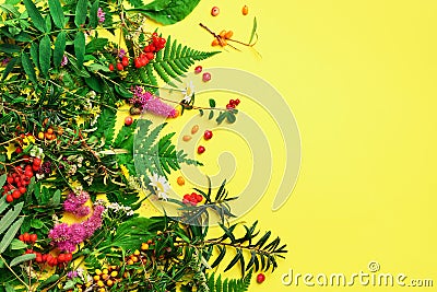 Wild healing herbs on bright yellow background. Alternative medicine concept, holistic approach. Top view, copy space, flat lay Stock Photo