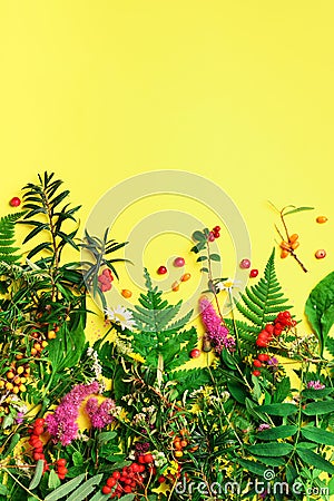 Wild healing herbs on bright yellow background. Alternative medicine concept, holistic approach. Top view, copy space, flat lay Stock Photo